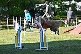 Canis zaterdag