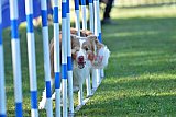 Canis zaterdag