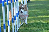Canis zaterdag