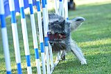 Canis zaterdag