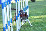 Canis zaterdag