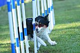 Canis zaterdag