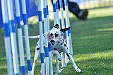 Canis zaterdag