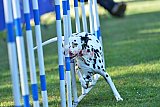 Canis zaterdag