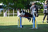 Canis zaterdag