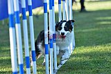 Canis zaterdag