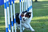 Canis zaterdag