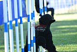 Canis zaterdag