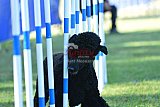 Canis zaterdag