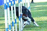Canis zaterdag