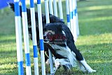 Canis zaterdag