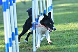 Canis zaterdag