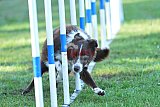 Canis zaterdag