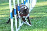 Canis zaterdag