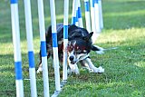 Canis zaterdag
