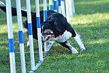Canis zaterdag