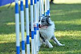 Canis zaterdag