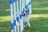 Canis zaterdag