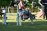 Canis zaterdag