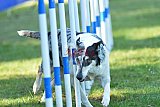 Canis zaterdag