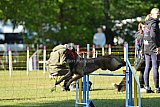 Canis zaterdag