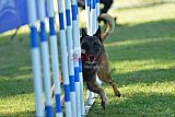 Canis zaterdag