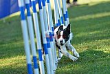 Canis zaterdag