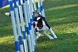 Canis zaterdag