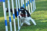 Canis zaterdag