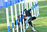 Canis zaterdag