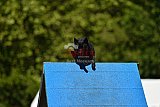 Canis zaterdag