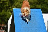 Canis zaterdag