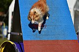 Canis zaterdag