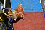 Canis zaterdag