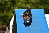 Canis zaterdag