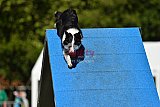 Canis zaterdag