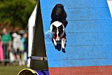 Canis zaterdag