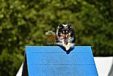 Canis zaterdag