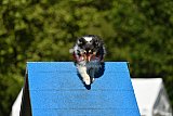 Canis zaterdag