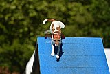 Canis zaterdag