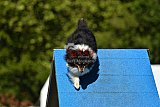 Canis zaterdag