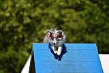 Canis zaterdag