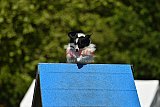 Canis zaterdag