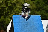 Canis zaterdag