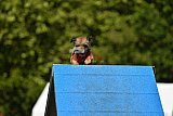 Canis zaterdag