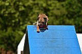 Canis zaterdag