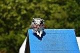 Canis zaterdag