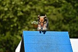 Canis zaterdag
