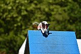 Canis zaterdag