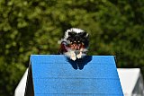 Canis zaterdag